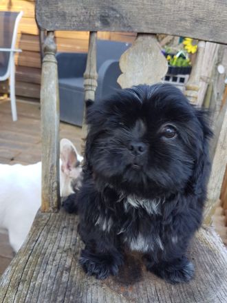 Shih-Tzu-Mix Welpen