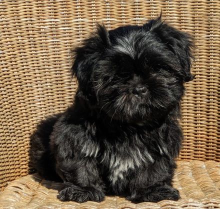 Shih-Tzu-Mix Welpen