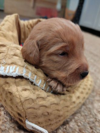 Labradoodle-Welpen: Update 13.03.2026 Geschlechter bekannt & neue Bilder