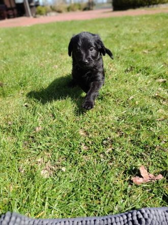 Labradoodle Welpen schwarz & braun (Update 04.04.): Jetzt Besuchstermin zu Ostern vereinbaren