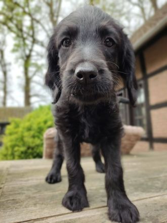 Labradoodle Welpen schwarz & braun