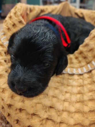 Labradoodle-Welpen: Update 13.03.2026 Geschlechter bekannt & neue Bilder