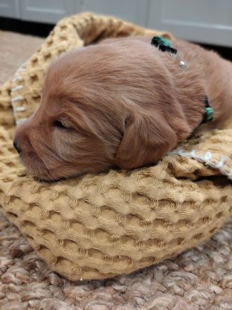 Labradoodle-Welpen: Update 13.03.2026 Geschlechter bekannt & neue Bilder