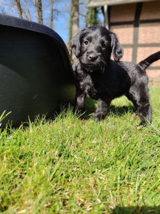 Labradoodle Welpen schwarz & braun (Update 04.04.): Jetzt Besuchstermin zu Ostern vereinbaren