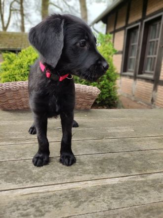 Labradoodle Welpen schwarz & braun