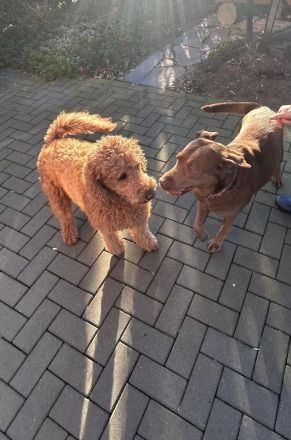 Labradoodle-Welpen: Update 13.03.2026 Geschlechter bekannt & neue Bilder