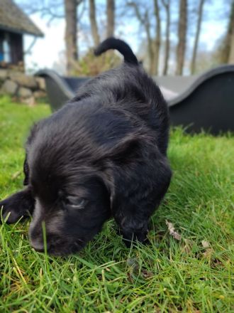 Labradoodle Welpen schwarz & braun (Update 04.04.): Jetzt Besuchstermin zu Ostern vereinbaren