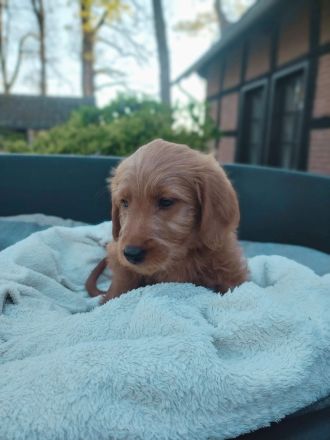 Labradoodle Welpen schwarz & braun