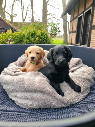 Labradoodle Welpen schwarz & braun (Update 04.04.): Jetzt Besuchstermin zu Ostern vereinbaren