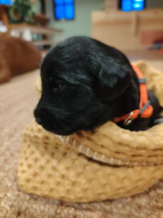 Labradoodle-Welpen: Update 13.03.2026 Geschlechter bekannt & neue Bilder
