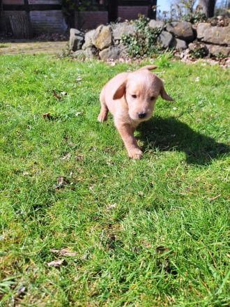 Labradoodle Welpen schwarz & braun (Update 04.04.): Jetzt Besuchstermin zu Ostern vereinbaren