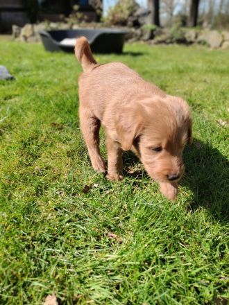 Labradoodle Welpen schwarz & braun (Update 04.04.): Jetzt Besuchstermin zu Ostern vereinbaren