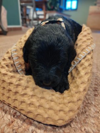 Labradoodle-Welpen: Update 13.03.2026 Geschlechter bekannt & neue Bilder