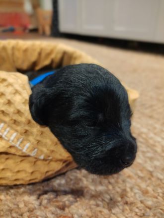 Labradoodle-Welpen: Update 13.03.2026 Geschlechter bekannt & neue Bilder