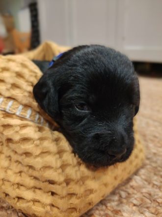 Labradoodle-Welpen: Update 13.03.2026 Geschlechter bekannt & neue Bilder