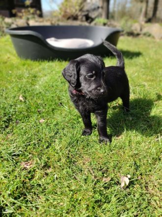 Labradoodle Welpen schwarz & braun (Update 04.04.): Jetzt Besuchstermin zu Ostern vereinbaren