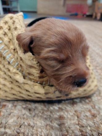 Labradoodle-Welpen: Update 13.03.2026 Geschlechter bekannt & neue Bilder