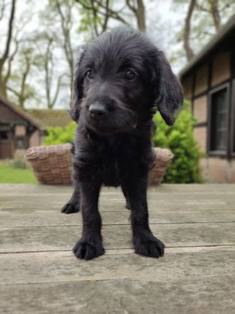 Labradoodle Welpen schwarz & braun