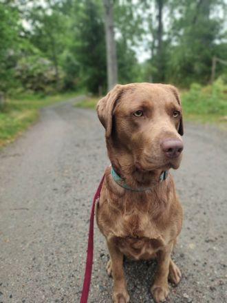 Labradoodle Welpen schwarz & braun (Update 04.04.): Jetzt Besuchstermin zu Ostern vereinbaren