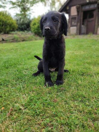 Labradoodle Welpen schwarz & braun