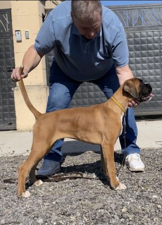 Der kleine Heston ist noch auf der Suche nach seinem Lieblingsmensch FCI Ahnentafel