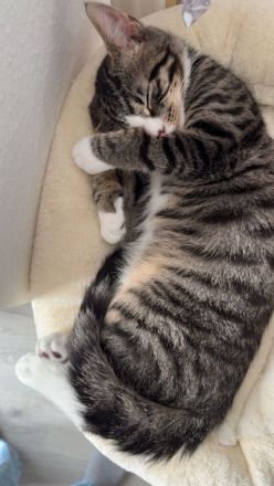 Junger Kater (geb. August 2025) sucht neues Zuhause