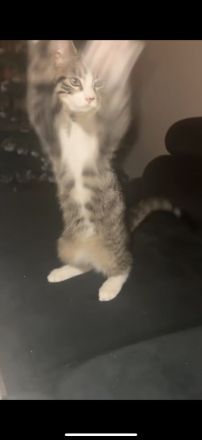 Junger Kater (geb. August 2025) sucht neues Zuhause