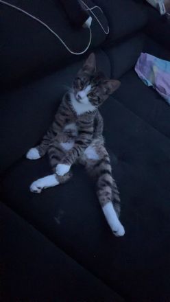 Junger Kater (geb. August 2025) sucht neues Zuhause