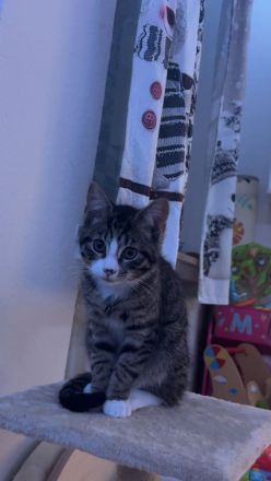Junger Kater (geb. August 2025) sucht neues Zuhause