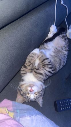 Junger Kater (geb. August 2025) sucht neues Zuhause