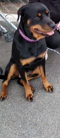 verkaufe Rottweilerdame