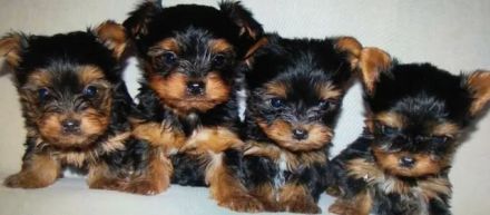 Yorkshire Terrier Welpen