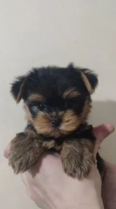Yorkshire Terrier Welpen