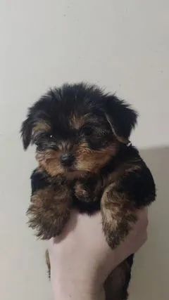Yorkshire Terrier Welpen