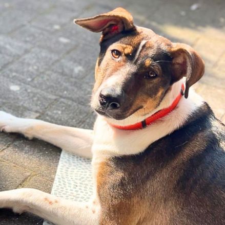 Joy in 59320 Ennigerloh sucht ihr Für-immer-Zuhause