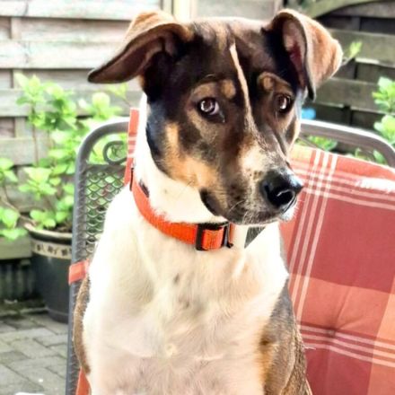 Joy in 59320 Ennigerloh sucht ihr Für-immer-Zuhause