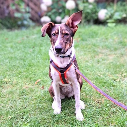 Joy in 59320 Ennigerloh sucht ihr Für-immer-Zuhause