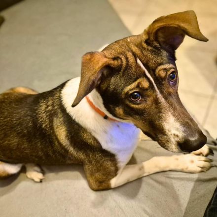 Joy in 59320 Ennigerloh sucht ihr Für-immer-Zuhause