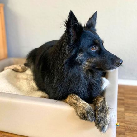 Samira in 51519 Odenthal sucht ihr Für-immer-Zuhause