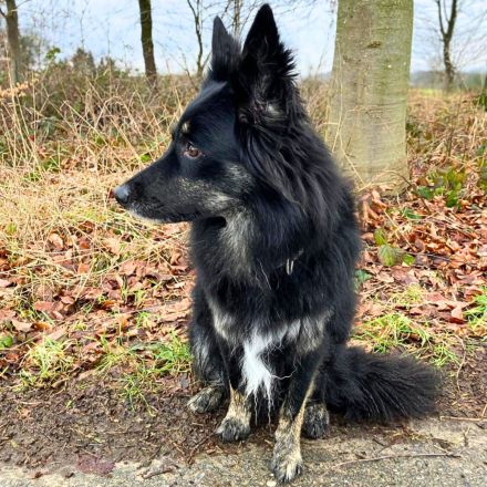 Samira in 51519 Odenthal sucht ihr Für-immer-Zuhause