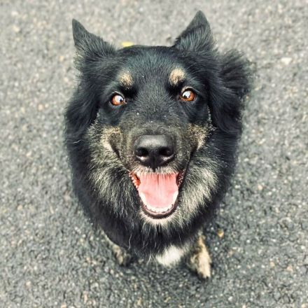 Samira in 51519 Odenthal sucht ihr Für-immer-Zuhause