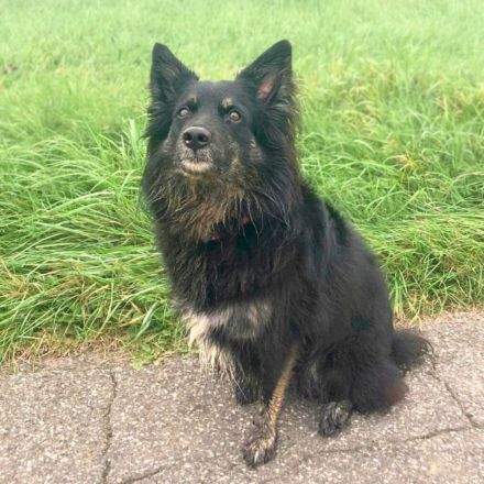 Samira in 51519 Odenthal sucht ihr Für-immer-Zuhause