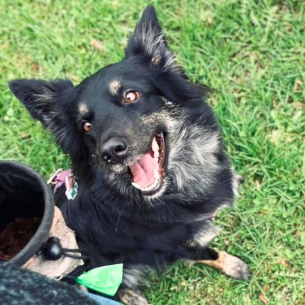 Samira in 51519 Odenthal sucht ihr Für-immer-Zuhause