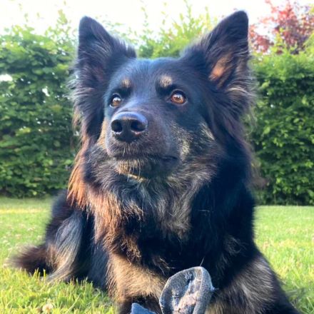 Samira in 51519 Odenthal sucht ihr Für-immer-Zuhause