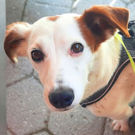 Bimas in 06128 Halle sucht sein Für-immer-Zuhause