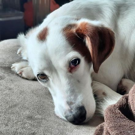 Bimas in 06128 Halle sucht sein Für-immer-Zuhause