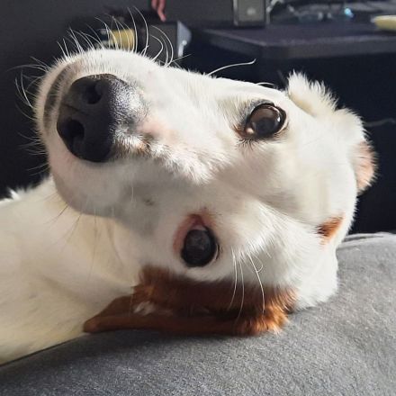 Bimas in 06128 Halle sucht sein Für-immer-Zuhause