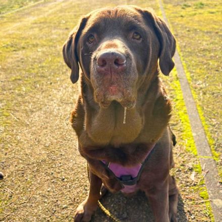 Toffee in 03149 Forst/Lausitz sucht ihr Für-immer-Zuhause