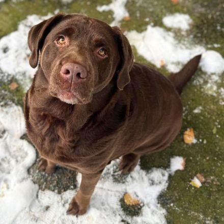Toffee in 03149 Forst/Lausitz sucht ihr Für-immer-Zuhause