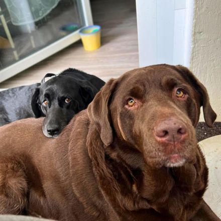 Toffee in 03149 Forst/Lausitz sucht ihr Für-immer-Zuhause